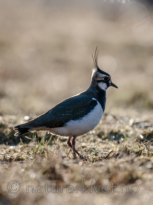 BB 10 0414 / Vanellus vanellus / Vipe